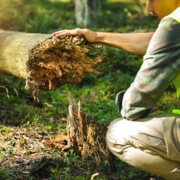 The Dangers of DIY Tree Care: Expert Opinion from Magic Hands Tree Service